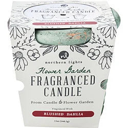 FLOWER GARDEN BLUSHED DAHLIA by